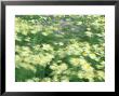 Flowers Blowing In Breeze, Greece by Mark Hamblin Limited Edition Pricing Art Print