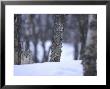 European Lynx, Youngster Camouflaged Inbirch Forest, Norway by Mark Hamblin Limited Edition Print