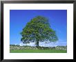 Common Oak, Near Bradwell, White Peak, Peak District National Park, Uk by Mark Hamblin Limited Edition Print