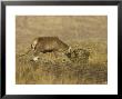 Red Deer, Stag Breaking Up Straw For Food, Scotland by Mark Hamblin Limited Edition Print