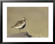 Golden Plover, Adult In Summer Plumage Calling, Iceland by Mark Hamblin Limited Edition Print