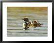 Great Northern Diver, Adult In Breeding Plumage On Water With Chick On Back, Iceland by Mark Hamblin Limited Edition Pricing Art Print
