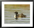 Great Northern Diver, Adult In Breeding Plumage On Water With Chick On Back, Iceland by Mark Hamblin Limited Edition Print