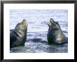 Galapagos Sea Lion, Beachmaster Bulls Fighting, Galapagos by Mark Jones Limited Edition Print