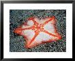 Goose Foot Starfish, Isle Of Lewis, Scotland by Paul Kay Limited Edition Pricing Art Print