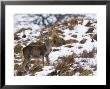 Highland Red Deer, Hind Standing In Snow, The Highlands, Scotland by Elliott Neep Limited Edition Print