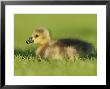 Canada Goose, Gosling Sitting In Grass, London, Uk by Elliott Neep Limited Edition Print