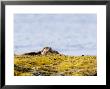 European Otters, Female Sibling Otters Basking On Seaweed Covered Rocks, Scotland by Elliott Neep Limited Edition Print
