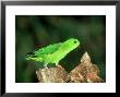 Blue-Crowned Hanging Parrot, Female, Zoo Animal by Stan Osolinski Limited Edition Pricing Art Print