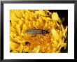 Oedemera Nobilis On Flower, Uk by O'toole Peter Limited Edition Print