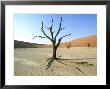 Dead Trees On Floor Of Pan, Namibia by Richard Packwood Limited Edition Print
