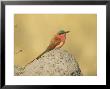 Carmine Bee-Eater, Perched On Termite Mound, Botswana by Richard Packwood Limited Edition Pricing Art Print