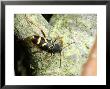Wasp Beetle, Egglaying, Cambridgeshire, Uk by Keith Porter Limited Edition Print