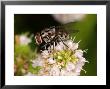 Fly, Adult Feeding On Flower, Cambridgeshire, Uk by Keith Porter Limited Edition Print