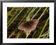 Meadow Brown Butterfly, Adult Male Basking, Cambridgeshire, Uk by Keith Porter Limited Edition Print