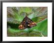 Pyralid Moth, Adult Feeding, Cambridgeshire, Uk by Keith Porter Limited Edition Print