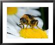 Hoverfly, Feeding On Flower, Cambridgeshire, Uk by Keith Porter Limited Edition Print