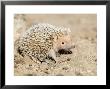 Madagascar Hedgehog, Adult, Madagascar by Mike Powles Limited Edition Print
