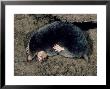 Mole, Showing Hind And Fore Feet by Robin Redfern Limited Edition Pricing Art Print