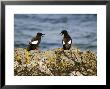 Black Guillemots, Pair, Scotland by Keith Ringland Limited Edition Print
