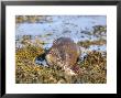 Otter, Otter With Fish Prey On Seaweed, Scotland by Keith Ringland Limited Edition Print