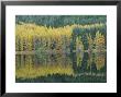 Autumn Larch Trees Reflected In Loch Meig, Strathconon by Iain Sarjeant Limited Edition Print