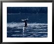 Humpback Whales, Raising Fluke At Surface, Ak, Usa by Gerard Soury Limited Edition Print
