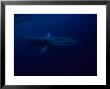 Fin Whale, Underwater, Azores, Portugal by Gerard Soury Limited Edition Print