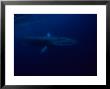 Fin Whale, Underwater, Azores, Portugal by Gerard Soury Limited Edition Print