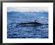 Sei Whale At Surface, Azores, Port by Gerard Soury Limited Edition Print