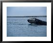 Grey Whale, Breaching, Baja California by Gerard Soury Limited Edition Print