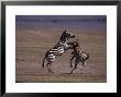 Burchell's Zebras Fighting, Tanzania by Robert Franz Limited Edition Pricing Art Print