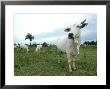 Zebu In Pantanal, Brazil by Mike Powles Limited Edition Print