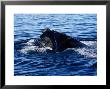 Southern Right Whale, Feeding, Peninsula Valdes by Gerard Soury Limited Edition Print