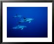 Short-Beaked Common Dolphins, Underwater, Port by Gerard Soury Limited Edition Print