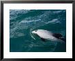 Hectors Dolphin, Blowhole, New Zealand by Gerard Soury Limited Edition Print