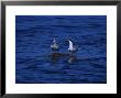 Loggerhead Turtle, With Arctic Terns, Azores, Portugal by Gerard Soury Limited Edition Print