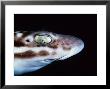 Marbled Catshark, Eye, Indonesia by Gerard Soury Limited Edition Print