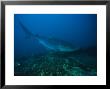 Tiger Shark, With Remoras, South Africa by Gerard Soury Limited Edition Print