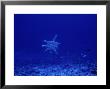 Great Hammerhead Shark, With Bait, Polynesia by Gerard Soury Limited Edition Print