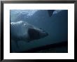 Great White Shark, Attacking, S. Africa by Gerard Soury Limited Edition Print