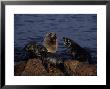 New Zealand Fur Seal On Rock, South Australia by Gerard Soury Limited Edition Print
