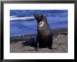 Californian Sea Lion, Adult by Gerard Soury Limited Edition Print