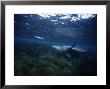 Californian Sea Lion, Hunting, Usa by Gerard Soury Limited Edition Print