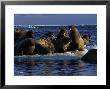 Walrus, Group At Dusk, Canada by Gerard Soury Limited Edition Print