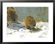 Coypu Or Nutria, Adult And Young, France by Gerard Soury Limited Edition Print
