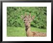 Roe Deer, Buck With Peruke Growth by Les Stocker Limited Edition Pricing Art Print