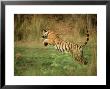 Tiger, Leaping, India by Satyendra K. Tiwari Limited Edition Print