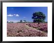 Bell Heather And Ling, The New Forest, Uk by Ian West Limited Edition Print