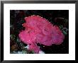 Leaf Scorpion Fish, Komodo, Indonesia by Mark Webster Limited Edition Print